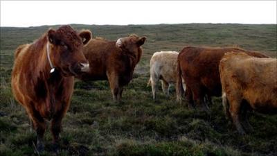 Cattle fitted with a GPS device