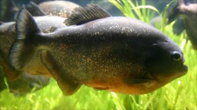 red-bellied piranhas