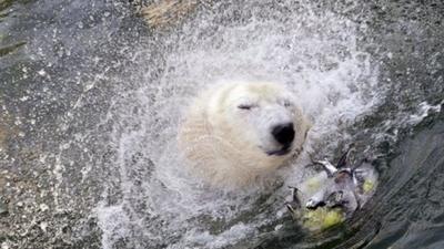 Polar bear