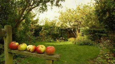 Bramley Apples