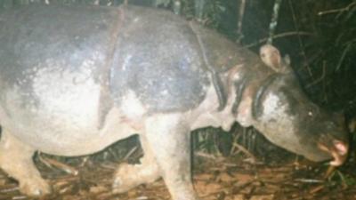 Javan rhino