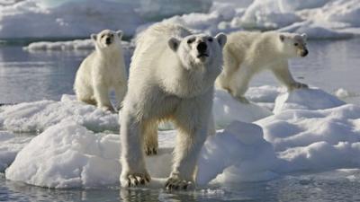 Polar bears