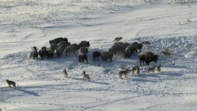 A scene from Frozen Planet