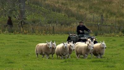 Farmer on a quad bike herding sheep