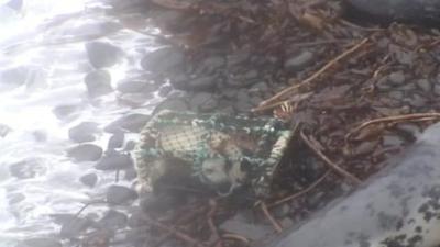 Seal pup trapped in a lobster pot as the tide comes in