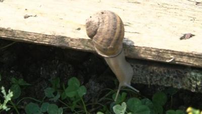 Bulgarian snail