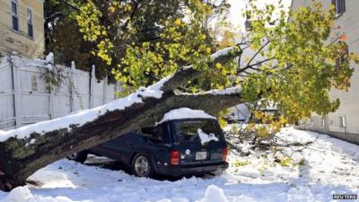 Tree on car