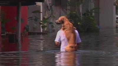 Man and dog in floodwater