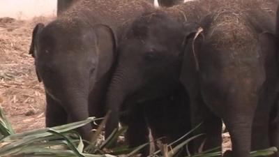 Trapped elephants in Thailand