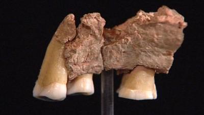 Piece of upper-jaw found in Kents Cavern, Devon