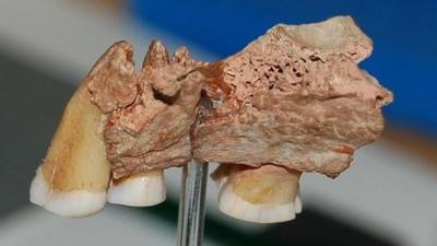 A piece of upper-jaw discovered in Kents Cavern, Devon, southern England