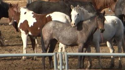 Wild horses in Wyoming round-up pen