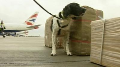 A sniffer dog at Heathrow Airport