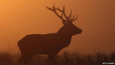 A red stag stands in the early morning fog in Richmond Park