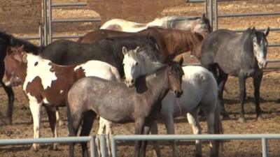 Horses in holding pens