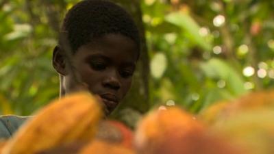 Boy working on cocoa pods