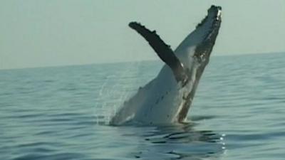 Hump back whale breaches