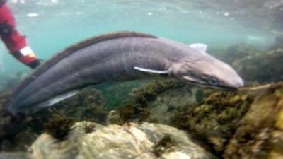 Rip the conger eel