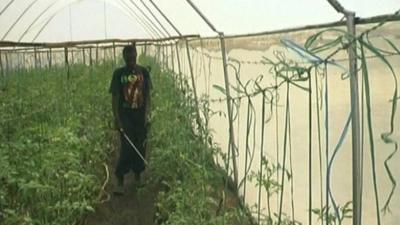 Turkana worker in greenhouse