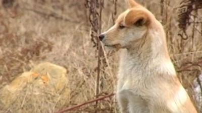 Dog in China mounts graveside vigil