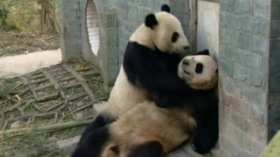 Pandas at play