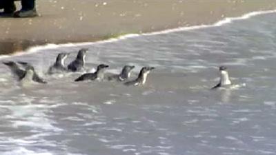 Little Blue penguins heading into the sea