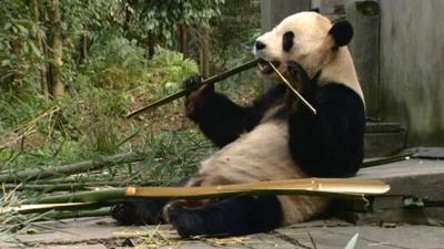 Yang Guang the panda