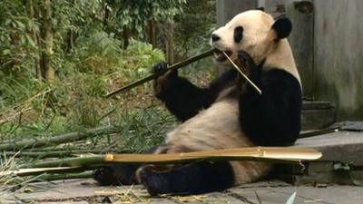 Yang Guang the panda