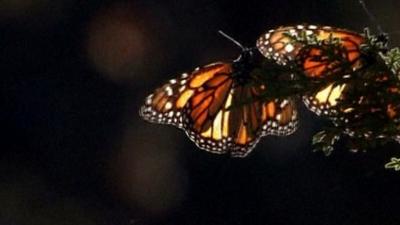 A monarch butterfly in Mexico