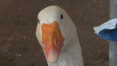 A goose at Kentish Town Farm
