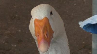 A goose at Kentish Town Farm