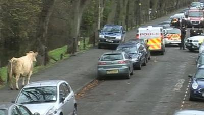 The bull in Darlington