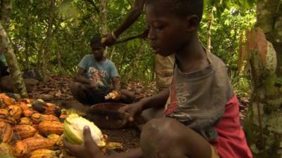 Children cutting cocoa pods