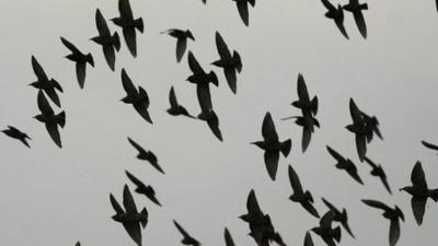 Flock of starlings