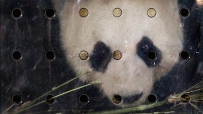 Panda in a glass cage