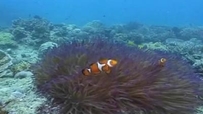 Great Barrier Reef