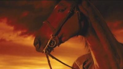 Horse in the film War Horse