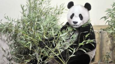 Panda Yang Guang at new home in Edinburgh Zoo