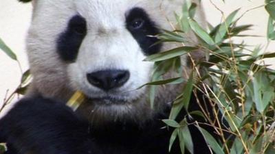 Giant panda