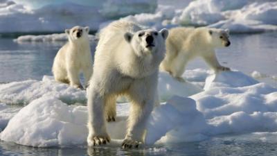 Polar Bears on sea ice