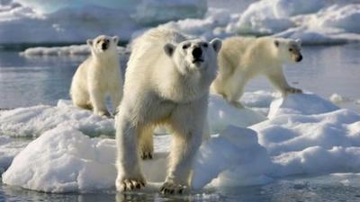 Polar bears on sea ice