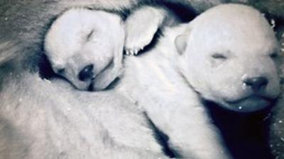 Newborn polar bears