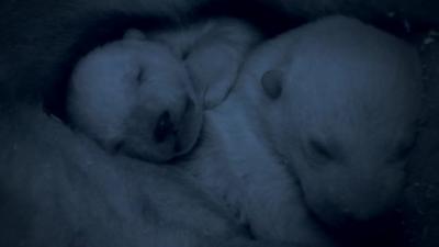 Newborn polar bear cubs