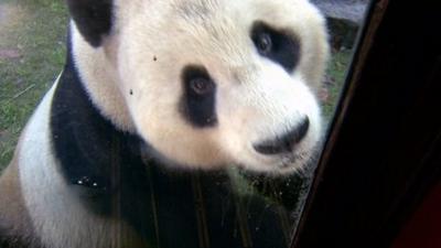 Giant panda Yang Guang