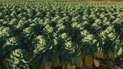 Brussels sprouts in field