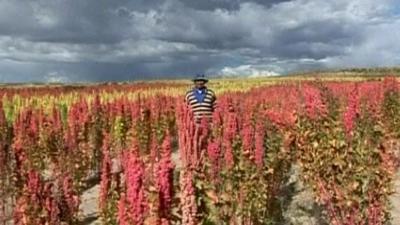 Quinoa in Bolivia