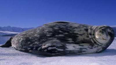 Weddell seal