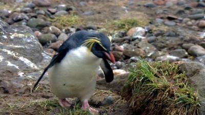 A rockhopper penguin