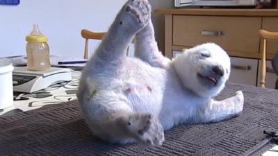 Baby polar bear cub