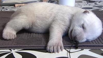 A baby polar bear named Siku